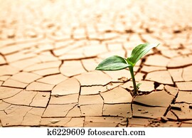 Plant in dried cracked mud