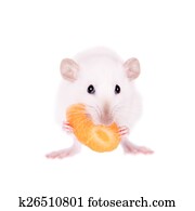 White laboratory rat eating carrot