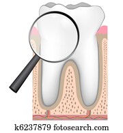 anatomy of a human tooth