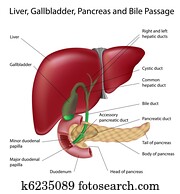 Bile passges, labeled Bile passges, labeled