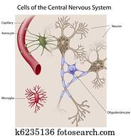 Cells of the brain Cells of the brain
