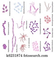 Common bacteria infecting human Common bacteria infecting human