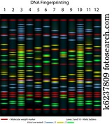 DNA fingerprinting DNA fingerprinting