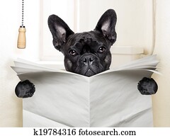dog toilet dog toilet