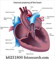 Heart cross section labeled Heart cross section labeled
