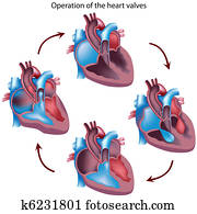 Heart valves operation Heart valves operation