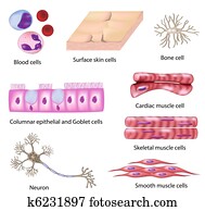 Human cell collection