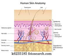 Human skin anatomy Human skin anatomy