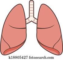 Lungs Lungs