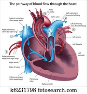 sangre, flujo, por, el corazón