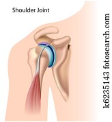 Shoulder joint Shoulder joint