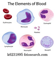 The cells of blood The cells of blood