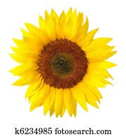 The perfect sunflower on white