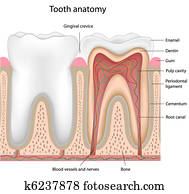 Tooth anatomy Tooth anatomy