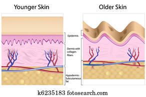 Wrinkled versus smooth skin Wrinkled versus smooth skin