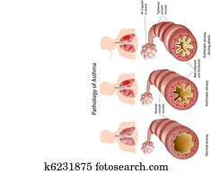 אנטומיה, של, קצרת