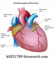 דם, ספק, ל, הלב