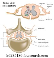 חתך לרוחב, של, ה, חוט שידרה