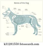 כלב, שלד, וטרינרי, וקטור, דוגמה