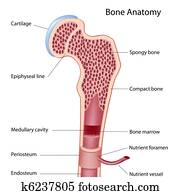 מבנה של עצם