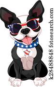 4. july, boston terrier 4. july, boston terrier