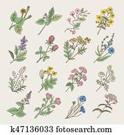 Botanical herbs and flowers. Hand drawing pictures isolate on white background Botanical herbs and flowers. Hand drawing pictures isolate on white background