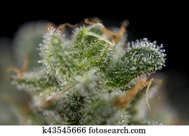 macro, detalhe, de, cannabis, broto, (mangolope, marijuana, strain), com, visível, cabelos, e, trichomes