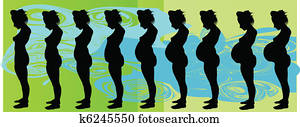Stages of pregnancy Stages of pregnancy