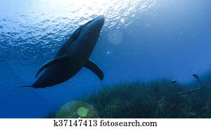 Whale Shark underwater Whale Shark underwater