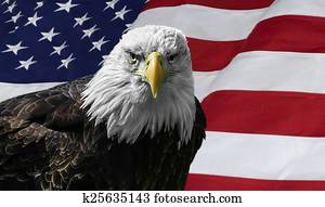 American Bald Eagle on Flag