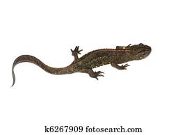 animal chinese salamander
