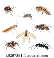 animal, inseto, erro