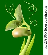 bean sprout bean sprout