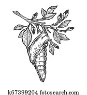 Cocoon hanging from tree branch Clipart | k1498562 | Fotosearch