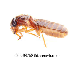 insect termite white ant insect termite white ant