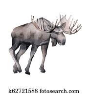 Siberia. Moose forest. isolated on white background. Siberia. Moose forest. isolated on white background.
