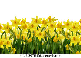 spring flowers spring flowers
