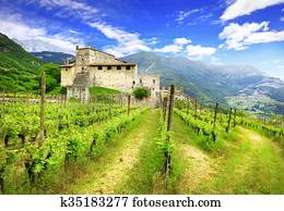 vineyards of Tuscany vineyards of Tuscany