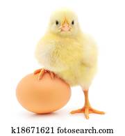 chicken and egg chicken and egg
