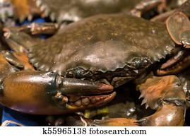 Live, shanghai, krabben, auf, platte Bild | k1950984 | Fotosearch