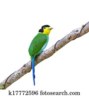 Long-tailed Broadbill