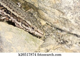 Podarcis muralis, Common wall lizard