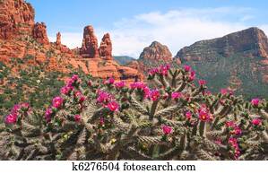 sedona, paisagem, e, cacto