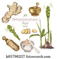 Set colorful hand drawn of Ginger roots, lives and flowers isolated on white background. Set colorful hand drawn of Ginger roots, lives and flowers isolated on white background.