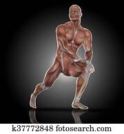 3D render of a medical figure with muscle map doing stretches 3D render of a medical figure with muscle map doing stretches