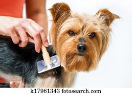 female hand grooming little yorkshire. female hand grooming little yorkshire.