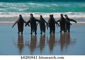 Group of King Penguins on the Beach