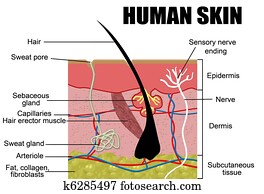 Human Skin Human Skin