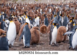King Penguin Colony