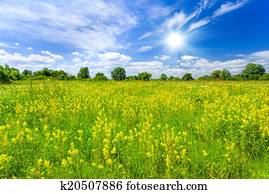 Meadow Meadow
